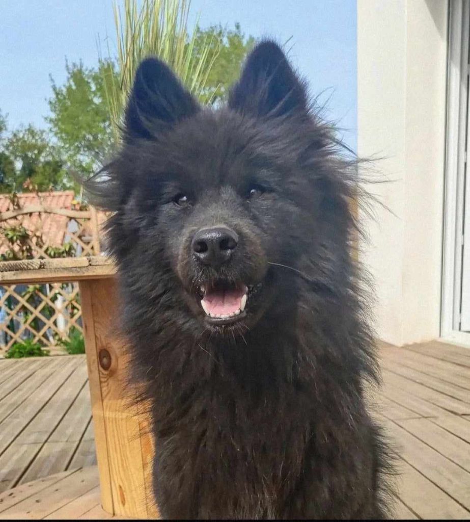 Les Eurasier de l'affixe La Meute De Nymeria