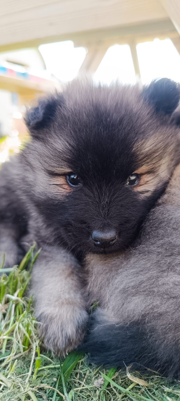 La Meute De Nymeria - Chiots disponibles - Eurasier