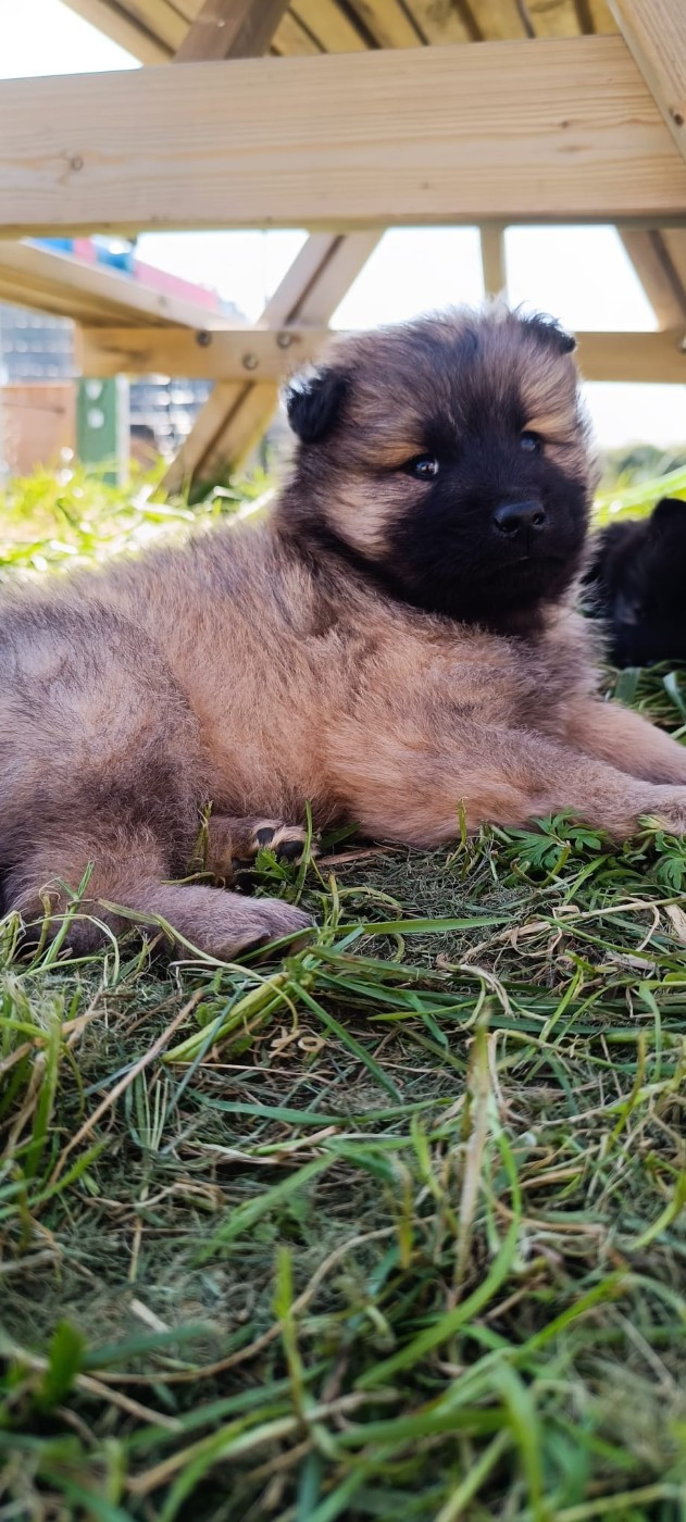 La Meute De Nymeria - Chiots disponibles - Eurasier