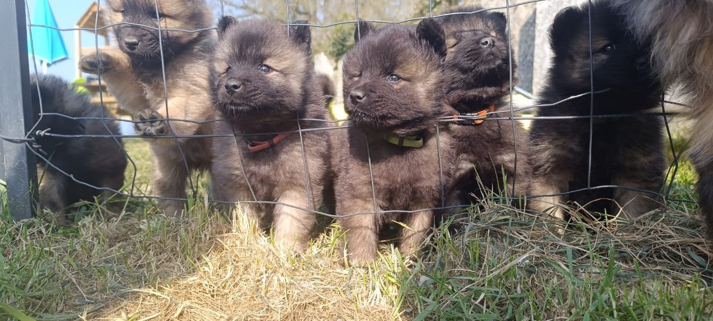 Chiot Eurasier La Meute De Nymeria