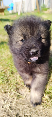 BABOUK DE LA MEUTE DE NYMERIA