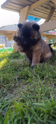 BALOON DE LA MEUTE DE NYMERIA